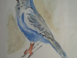 parkietblauw